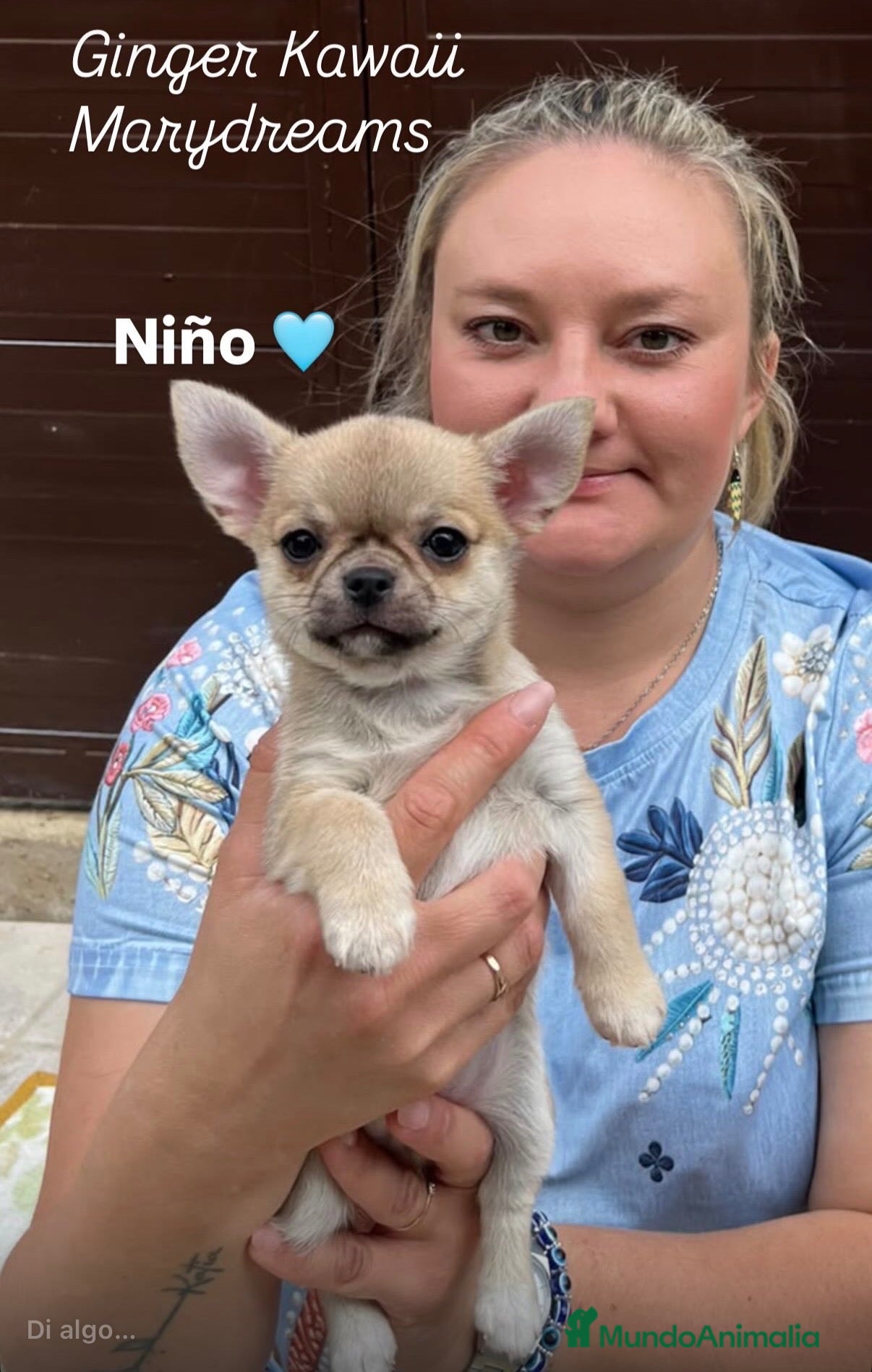 Chihuahua perros Preciosos chihuahuas  - Anuncio 2