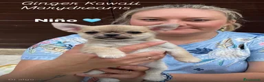 Chihuahua 1