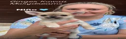 Chihuahua perros en venta: Preciosos chihuahuas  - Anuncio 2