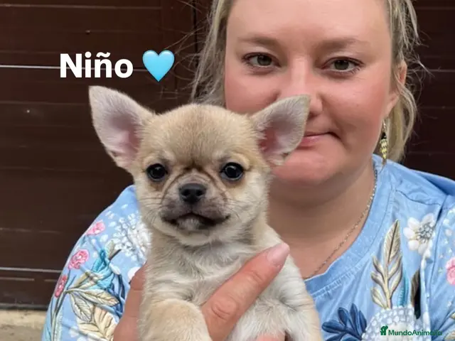 Chihuahua perros Preciosos chihuahuas - Anuncio 2