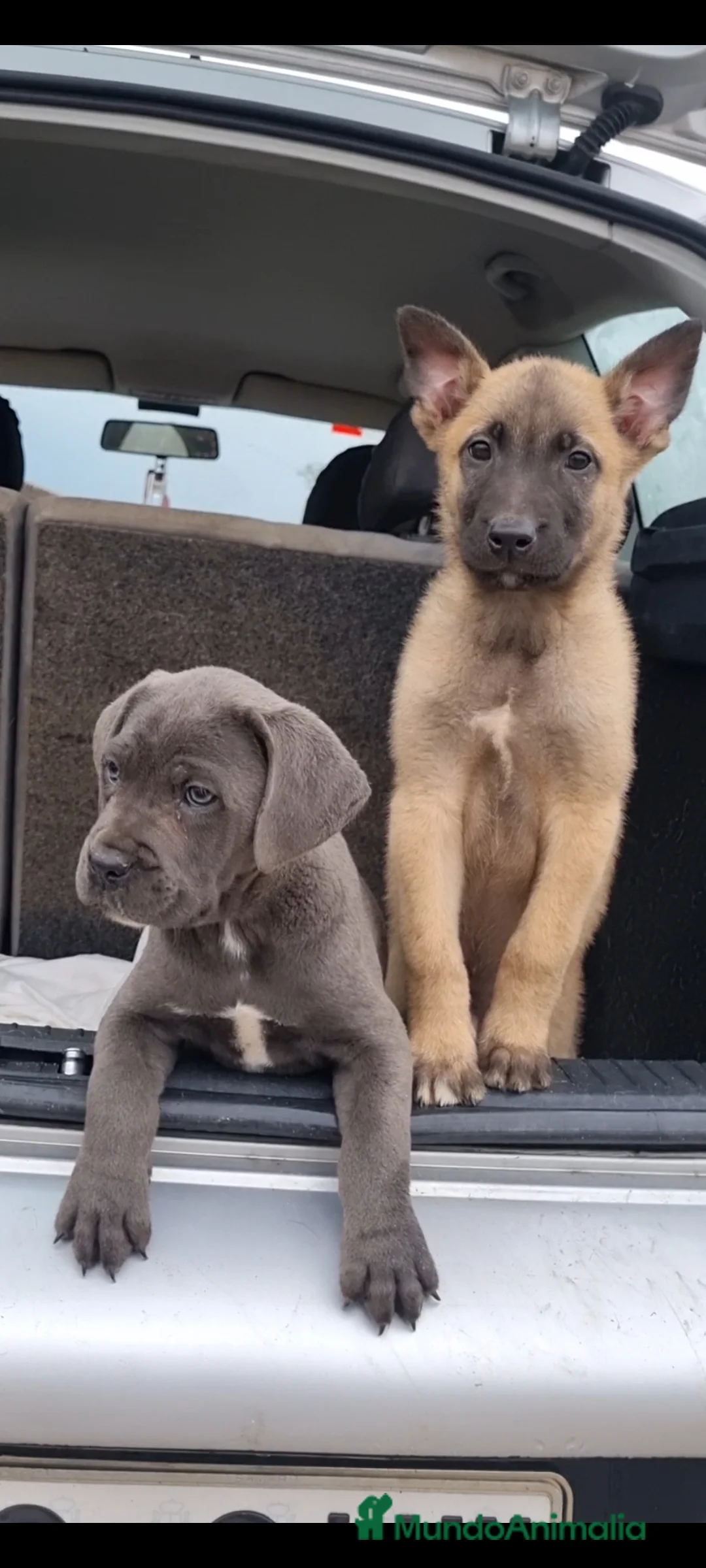 Imagen de galería {{count}}