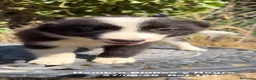 Border Collie perros en venta: BORDER COLLIE DE VILLA BIZNAGA - Anuncio 3
