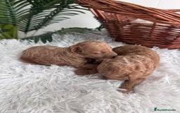 Caniche Toy perros en venta: CANICHE TOY - Imagen 4