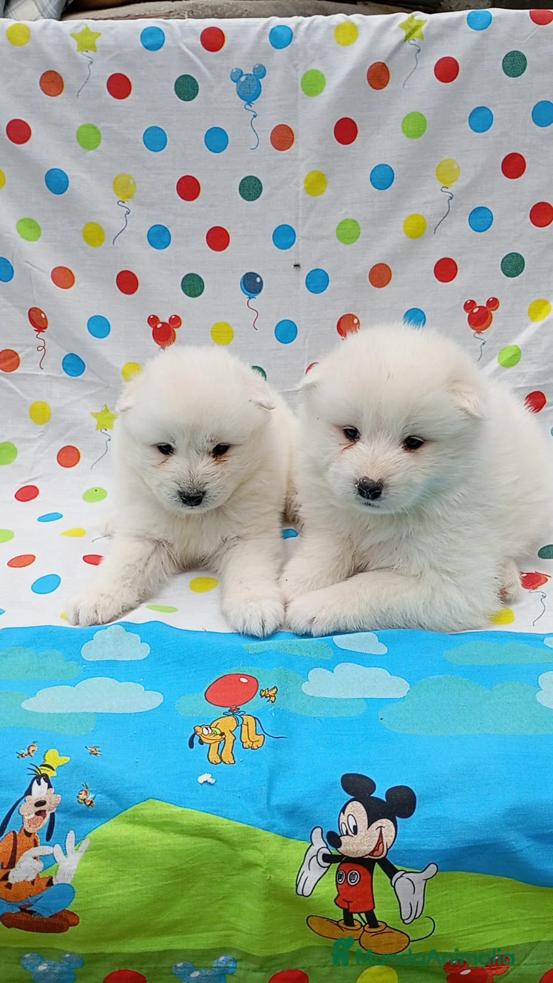 Samoyedo perros en venta: Samoyedos  - Anuncio 1