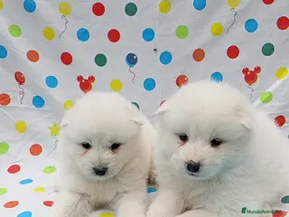 Samoyedo perros Samoyedos - Anuncio 1