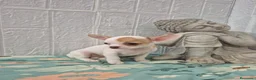 Chihuahua perros en venta: Chihuahua ❤️ 🐾 - Anuncio 5