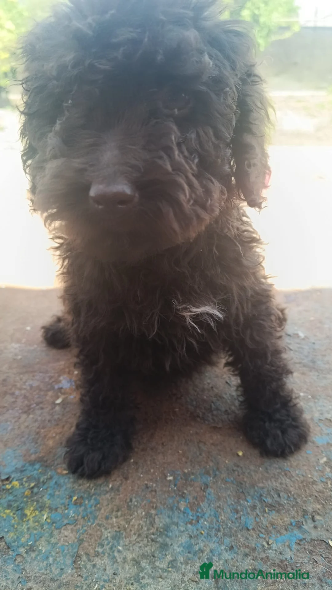 Perro de Agua Español perros en venta: Perros de agua chocolate 🐶🐾 en Córdoba - Anuncio 13