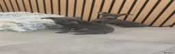 Pequeño Lebrel Italiano perros en venta: Pequeño Lebrel Italiano Macho y Hembra  - Anuncio 5