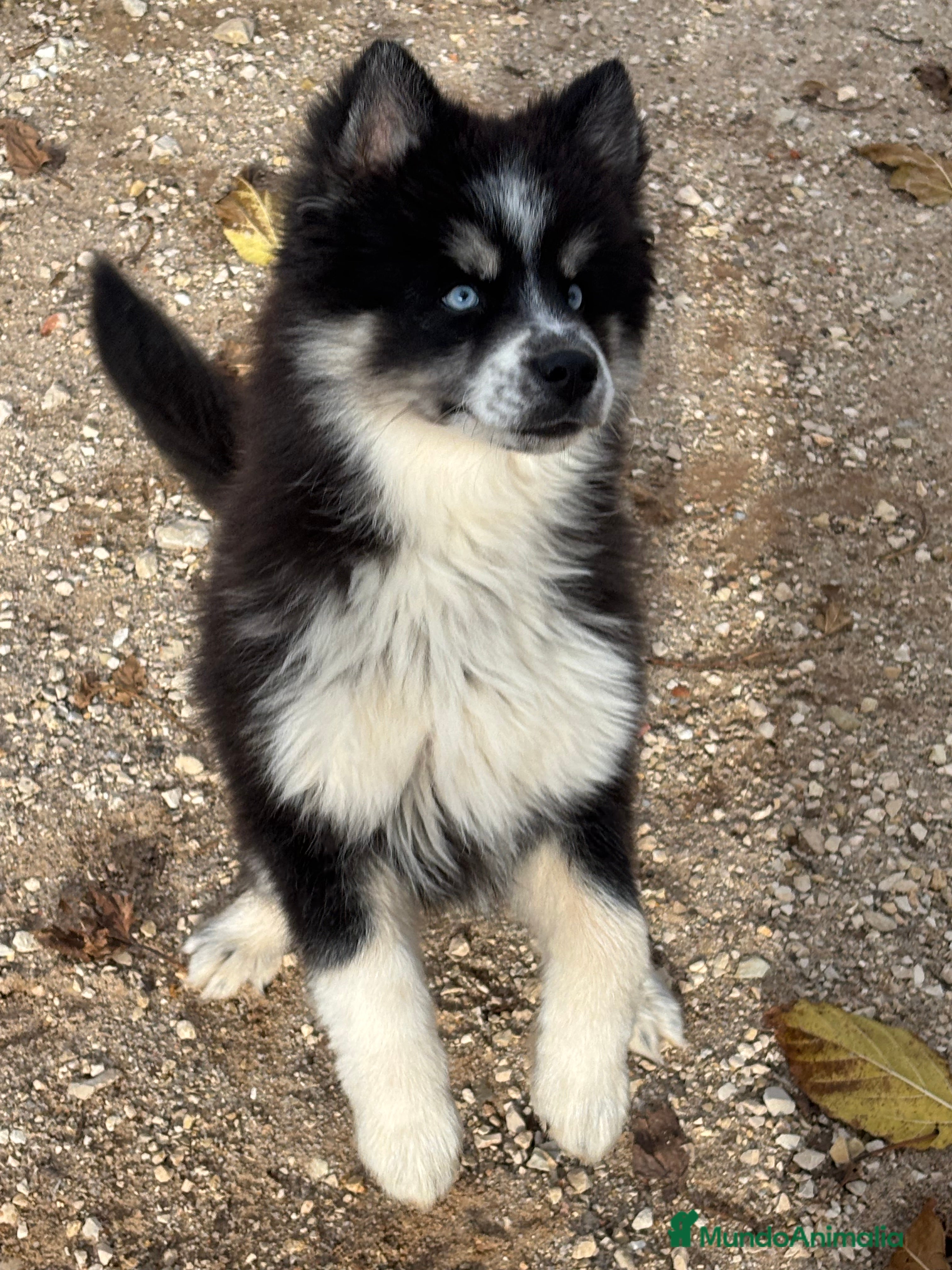 Pomsky perros Cachorro pomsky - Anuncio 16