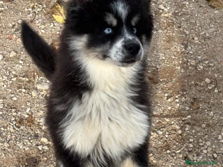 Pomsky perros Cachorro pomsky - Anuncio 12
