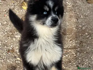 Pomsky perros Cachorro pomsky - Anuncio 11