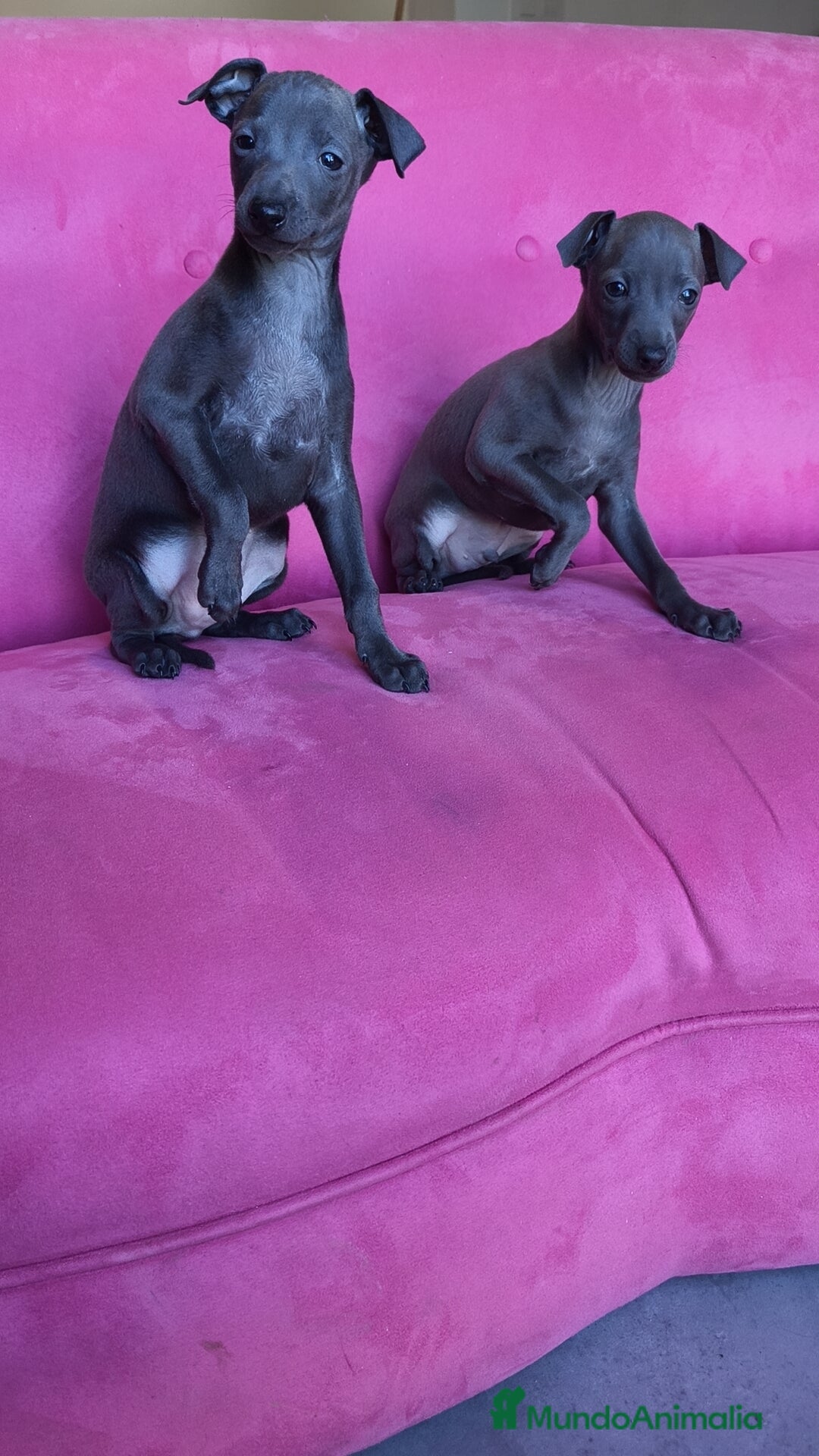 Pequeño Lebrel Italiano perros en venta: Pequeño lebrel Italiano Piccolo Galgo italiano  - Anuncio 7