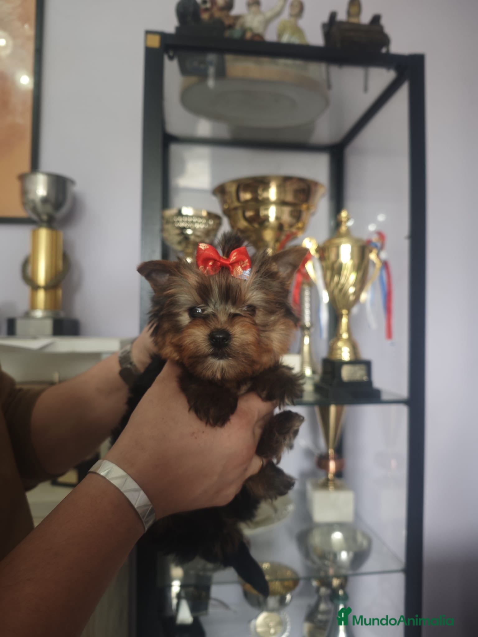 Yorkshire Terrier perros Precioso y exclusivo Yorkshire Macho - Anuncio 1