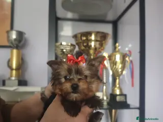 Yorkshire Terrier perros Precioso y exclusivo Yorkshire Macho - Anuncio 1