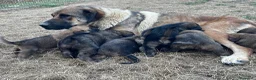 Mastín Español perros en venta: Cachorros Mastín Esapañol Ganadero - Anuncio 6