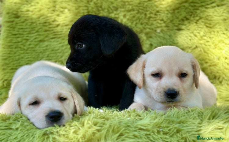 Labrador Retriever perros - Anuncio 1