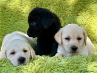Labrador Retriever perros - Anuncio 10
