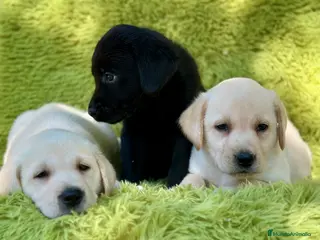 Labrador Retriever perros CAMADA DE LABRADOR RETRIEVER - Anuncio 15