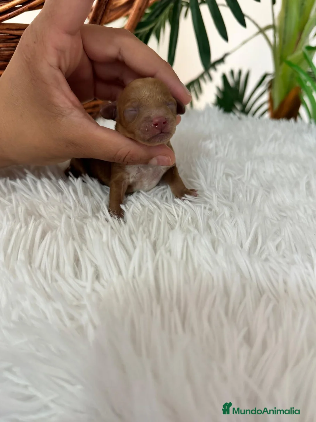 Caniche Toy perros en venta: CANICHE TOY ROJO - Anuncio 9