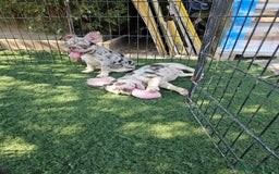 Bulldog Francés perros en venta: Bulldog francés cocoa and tan merle - Imagen 1