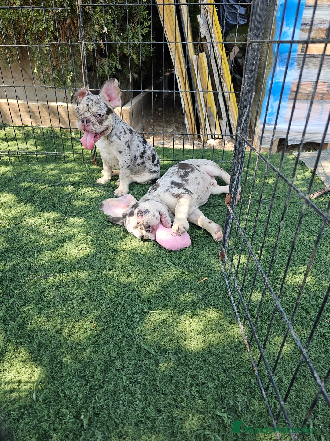 Bulldog Francés perros en venta: Bulldog francés cocoa and tan merle - Imagen 1