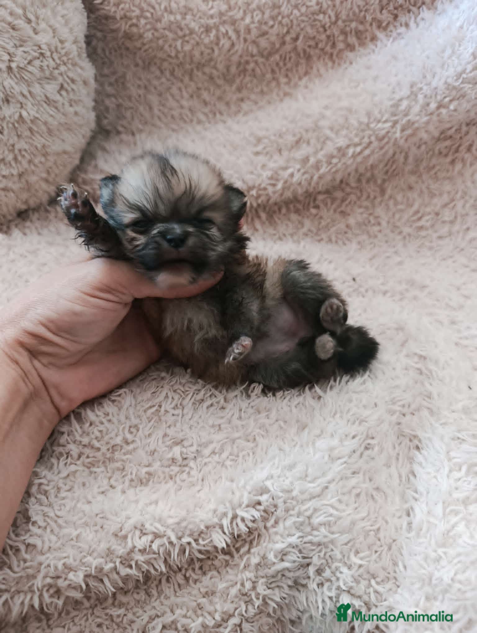 Pomerania perros ‼️POMERANIAS AMERICANOS TAMAÑO TOY - Anuncio 1