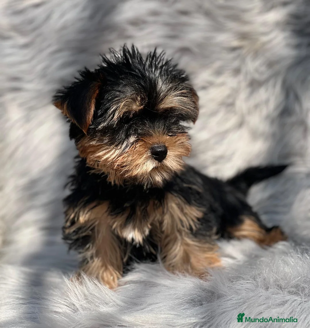 Yorkshire Terrier perros en venta: YORKY TOY MACHO DISPONIBLE en Barcelona - Anuncio 2