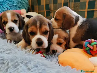 Beagle perros Bebés Beagles - Anuncio 1