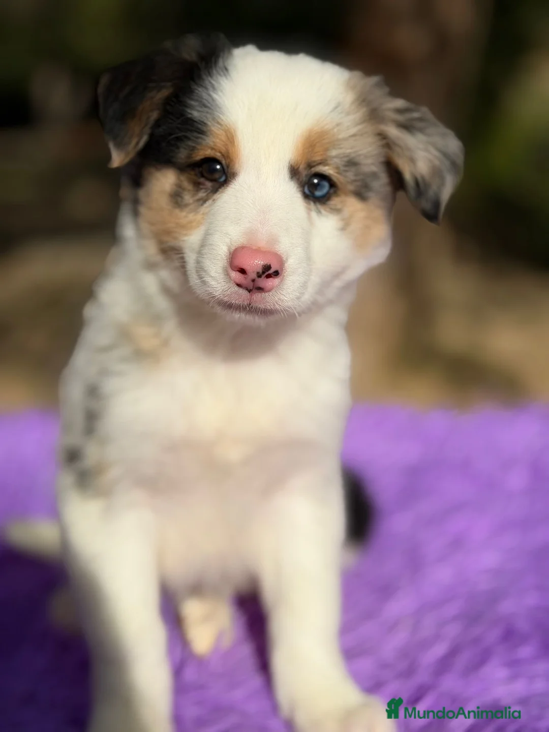 Border Collie perros en venta: BORDER COLLIE MERLE OJOS AZULES - Anuncio 2