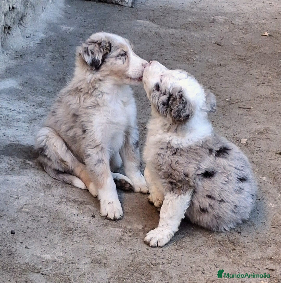 Border Collie perros en venta: Boder collie Parla - Anuncio 1