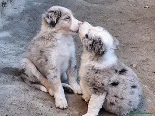 Border Collie perros Boder collie Parla - Anuncio 12
