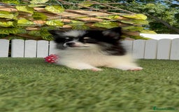 Pomerania perros en venta: POMERANIA MACHO ENVIOS A TODA ESPAÑA - Imagen 22
