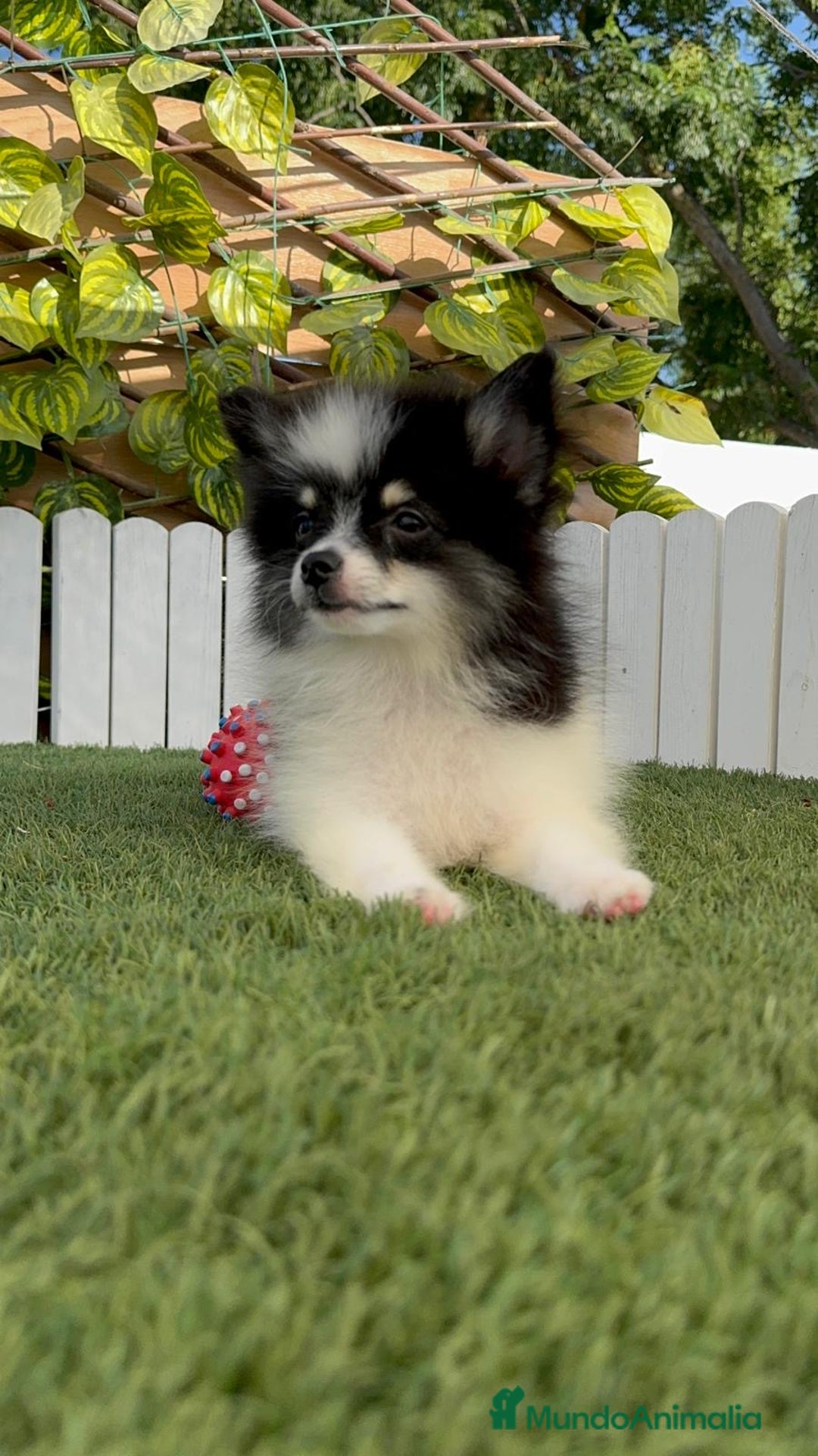 Pomerania perros en venta: POMERANIA MACHO ENVIOS A TODA ESPAÑA - Imagen 22