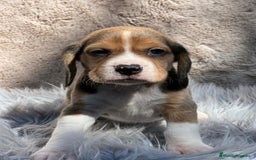 Beagle perros en venta: Beagle tricolor  - Imagen 10