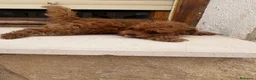 Caniche Toy perros en venta: Caniche Toy  - Anuncio 5