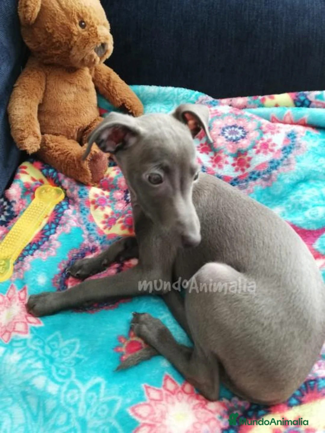 Imagen de galería {{count}}