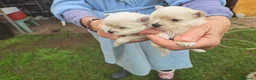 Bichón Maltés perros en venta: Bichon maltes  - Anuncio 2