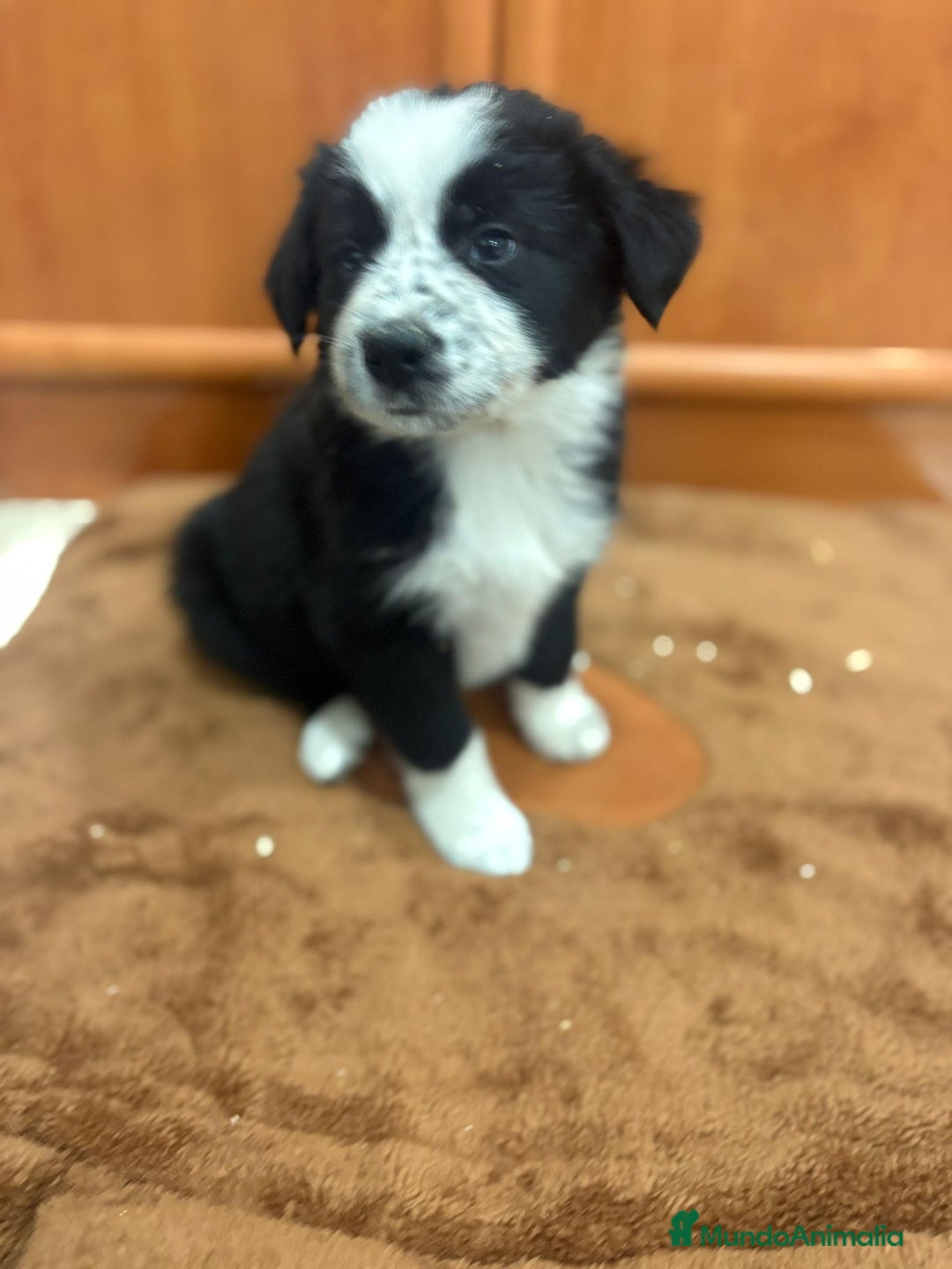 Border Collie perros en venta: Border collie - Imagen 17
