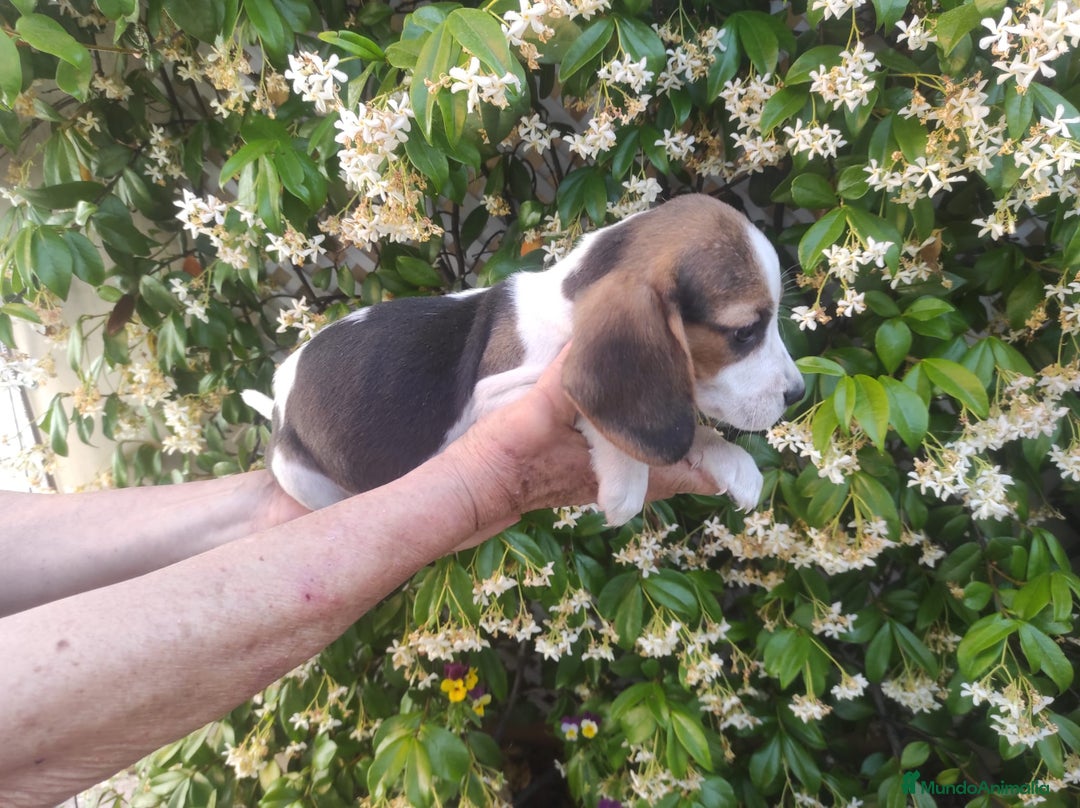 Beagle perros en venta: Beagle  - Anuncio 3
