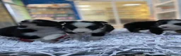 Border Collie perros en venta: Cachorros Border collie 350€ ¡PRECIO REAL! - Anuncio 4