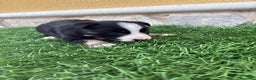 Border Collie perros en venta: Border Collie hembra negra blanca  - Anuncio 15