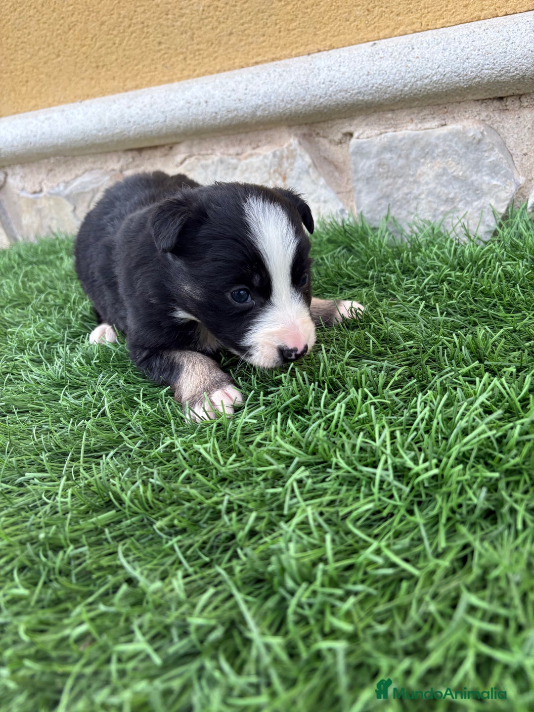 Border Collie perros en venta: Border Collie hembra negra blanca  - Anuncio 15