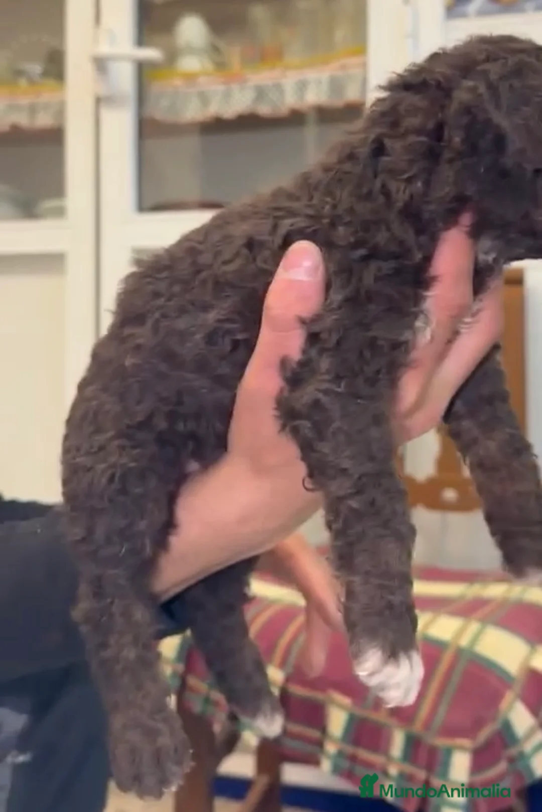 Perro de Agua Español perros en venta: Última cachorra chocolate disponible para entregar - Anuncio 2