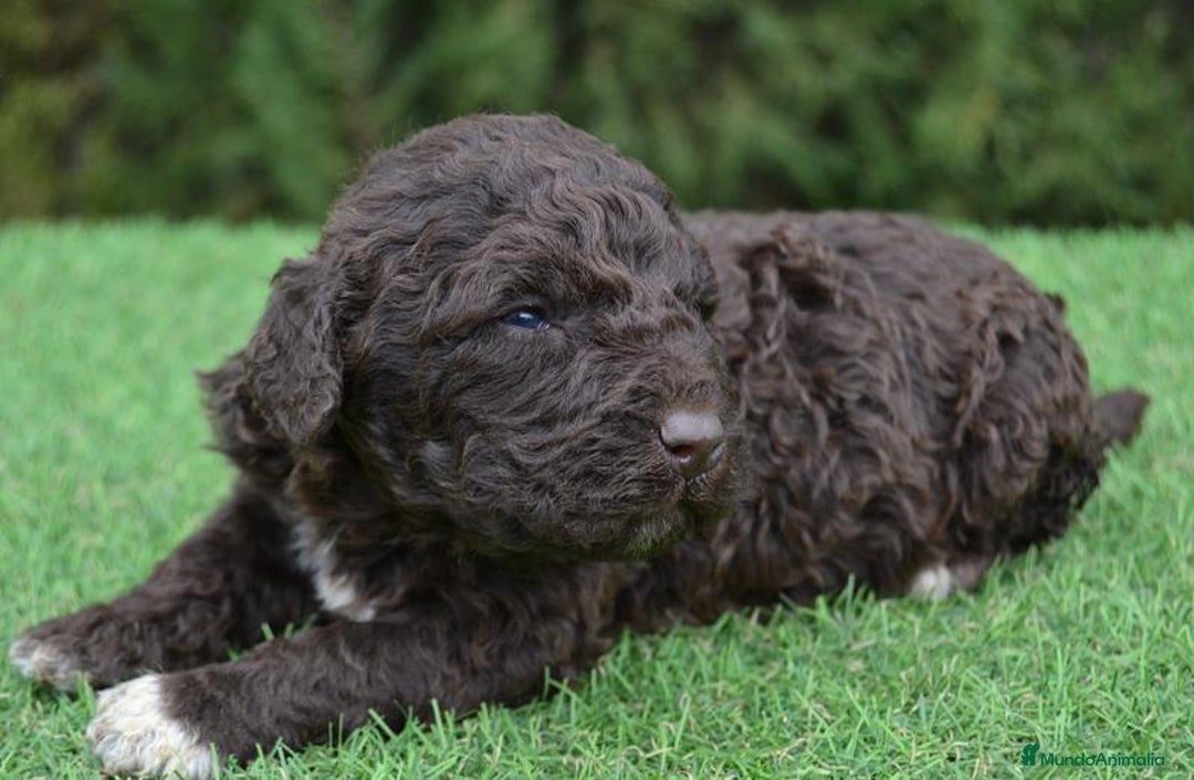 Perro de Agua Español perros en venta: Cachorros de perro de agua  - Anuncio 3