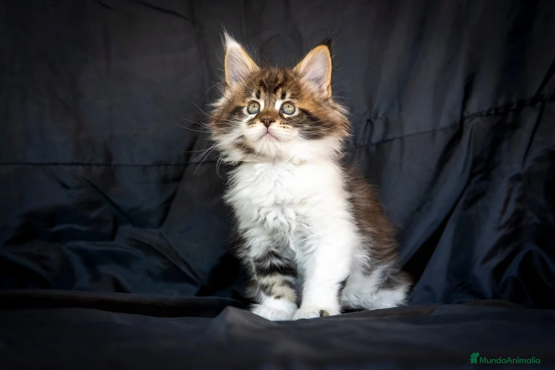 Maine Coon gatos en venta: Maine Coon Macho Bicolor Tabby Golden - Anuncio 4