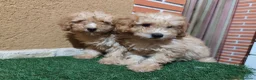 Caniche Toy perros en venta: Caniche toy 🧡 listo para entregar - Anuncio 7