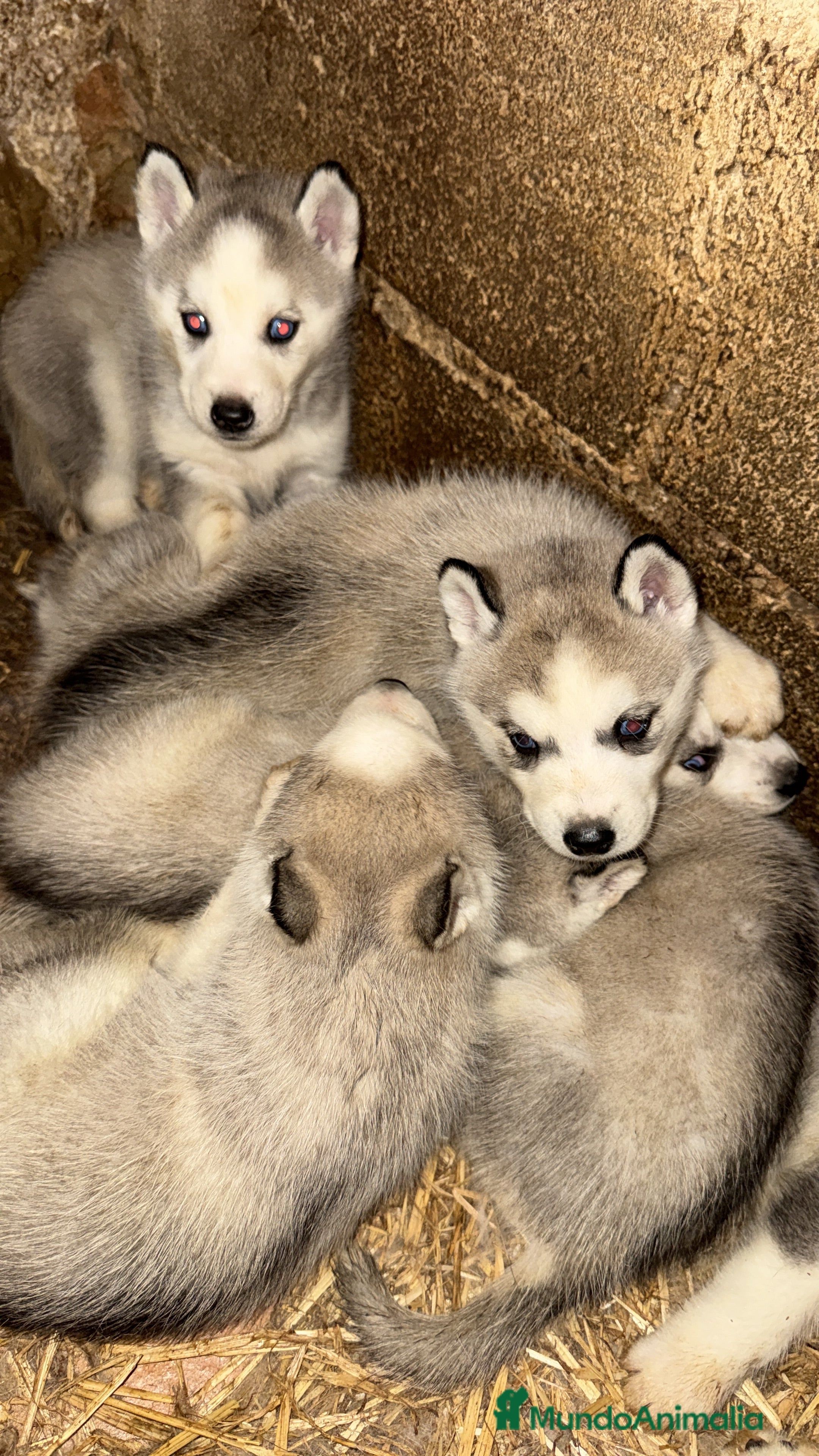 Husky Siberiano perros Husky Siberiano Disponibles  - Anuncio 2
