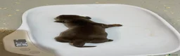 Teckel perros en venta: Cachorros Teckel miniatura Y kaninchen  - Anuncio 6