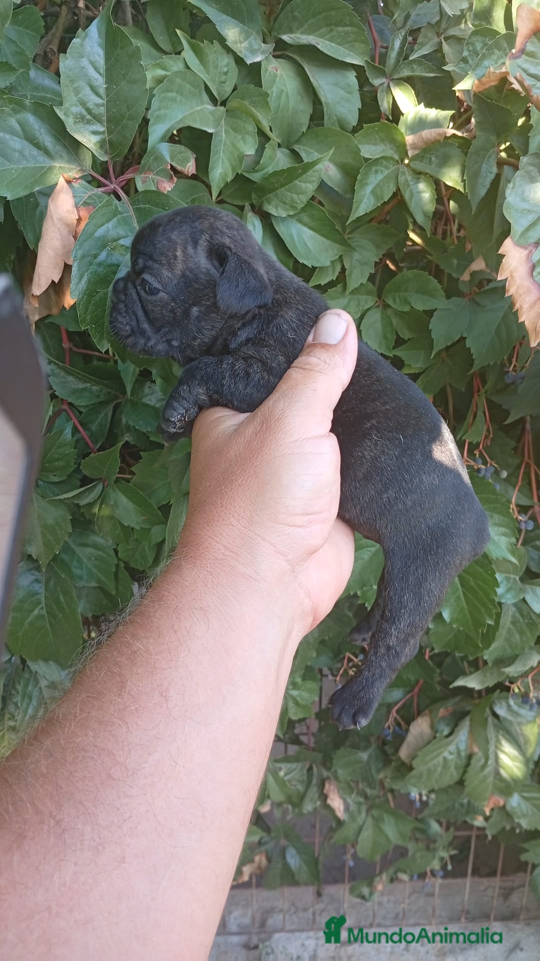 Bulldog Francés perros en venta: Bulldog francés  - Imagen 7