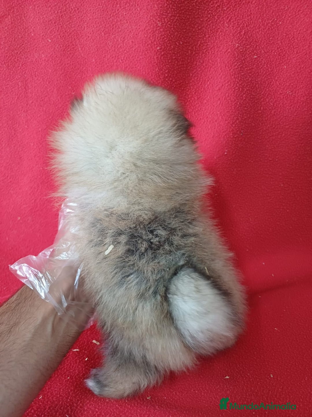 Pomerania perros en venta: Pomerania Mini Sable  - Imagen 3